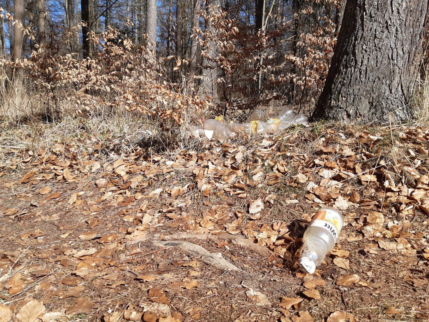 Na zdjęciu widać dolną partię lasu. Pod drzewem leżą puste plastikowe butelki.