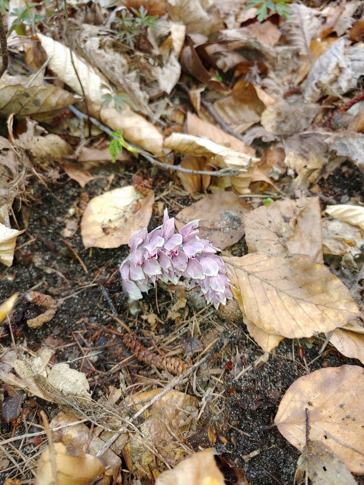 Na zdjęciu widać pojedynczy pęd łuskiewnika różowego w runie leśnym na tle opadłych liści.